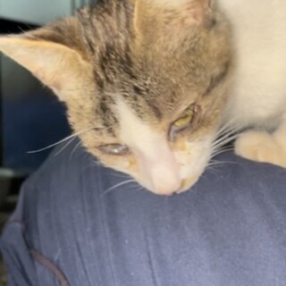 猫の里親を募集しています。よろしくお願いします。