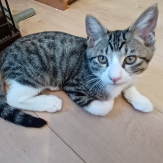 10/30譲渡会　人間大好き！元気な男の子３ヶ月