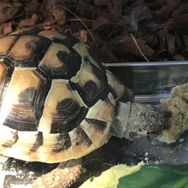 釣りキチパパのカバー写真