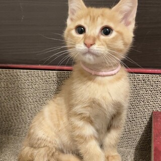 【別の場所でご縁をいただきました】むつこちゃん