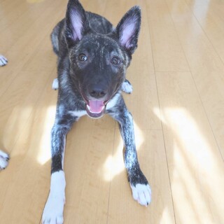 天真爛漫で可愛いひおりちゃん❤️野犬にも家族を