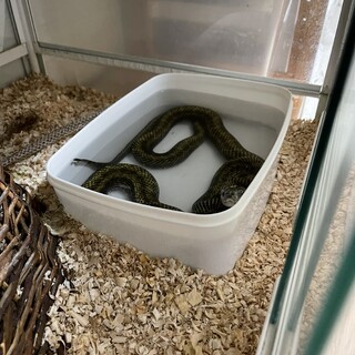 アオダイショウとコーンスネーク