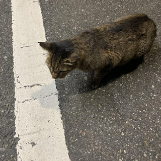 とても大人しいキジトラ猫ちゃんです