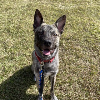人馴れバツグン晴芽（せいが）❤️野犬にも家族を