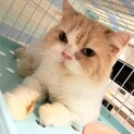 アライジェ