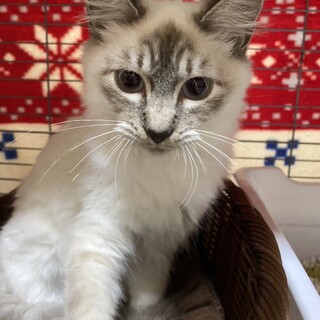 シャム系長毛美猫のグラちゃん♀6か月