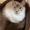 シャム系長毛美猫のグラちゃん♀6か月 サムネイル2