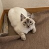 シャム系長毛美猫のグラちゃん♀6か月 サムネイル3