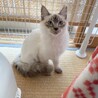 シャム系長毛美猫のグラちゃん♀6か月 サムネイル4
