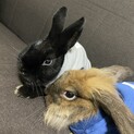 うさぎさん