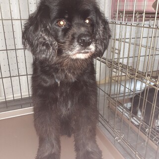 里親さまが決まりました！