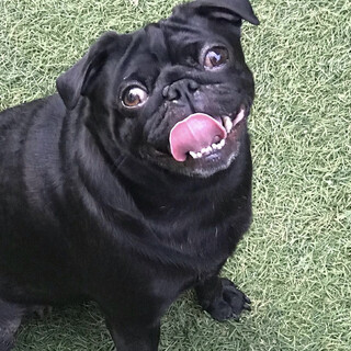 パグ　もうすぐ4歳