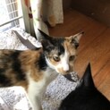 TNR現場に遺棄された三毛のひまりちゃん