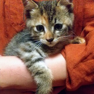 優しい里親さん募集中！