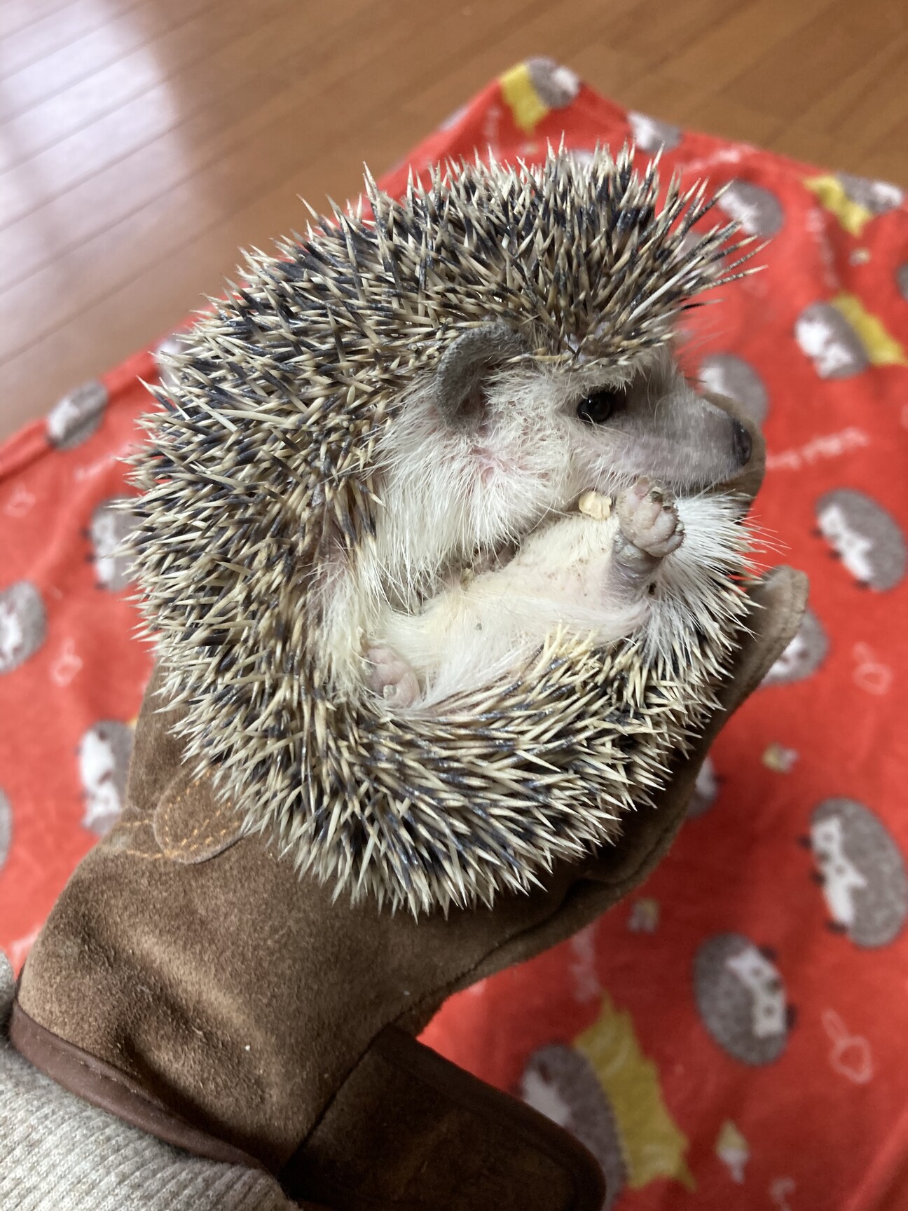 ツンデレなハリネズミくん 福岡県 小動物の里親募集 ペットのおうち 月間利用者150万人 ツンデレなハリネズミくん 福岡県 小動物の里親募集 ペットのおうち 月間利用者150万人
