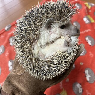 ツンデレなハリネズミくん