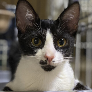 抱っこ大好き、人も猫も大好きな女の子