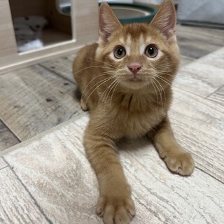 明るく猫じゃらしでよく遊ぶ元気な男の子