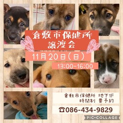 倉敷市保健所　収容犬猫譲渡会