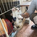 子猫4匹です。