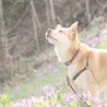 ラスティ・シベリウス