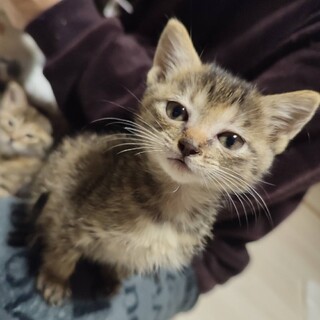 ちびちゃくて甘えん坊の“ジェリー”ちゃん♡♡