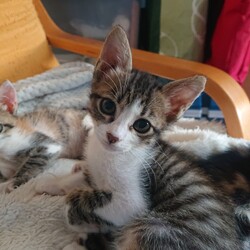 保護ねこ☆小さな譲渡会 サムネイル2