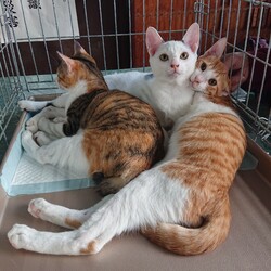 保護ねこ☆小さな譲渡会 サムネイル3