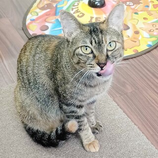 しっぽ長〜い美人猫★性格のよさno.1★もなか