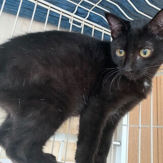 可愛い白毛混じりの黒猫 すき焼き君 去勢済