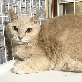 大きな目が印象的、お見合い可能です❣️