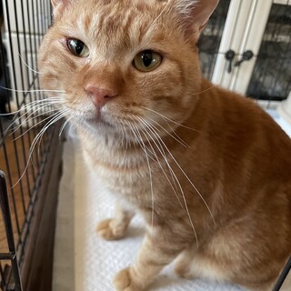 早急です！人懐っこいチャトランの里親募集中です。