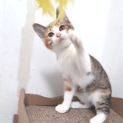 とだニャンプチ里親会 サムネイル2