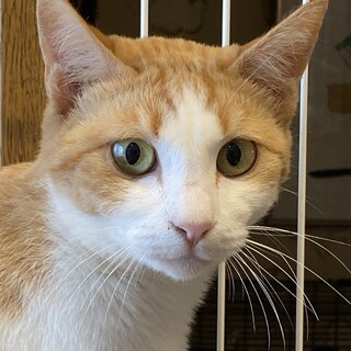 茶白の穏やかな女の子