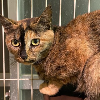 穏やかなサビ猫の女の子