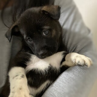 希望者様と相談中、ミルクから育てた男の子