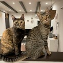 サビ猫&キジトラ　オスメス