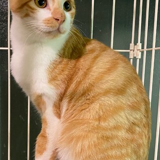 茶白のボブテイルの男の子