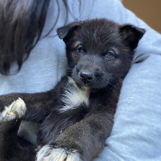 YouTube有り、月の輪柄の男の子