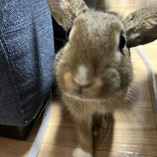 ミニウサギ（オス）8ヶ月 沼津 静岡