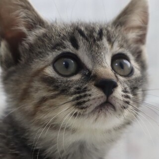 とっても人懐っこい性格のキジ猫のネーネちゃん❣️