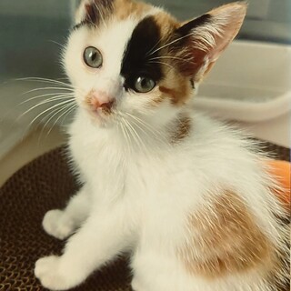 11/20石巻で里親探し会！すいちゃん♀