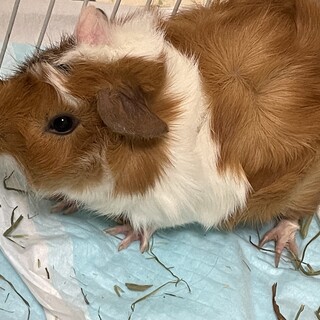 8月12日生まれ☆アビシニアンモルモット