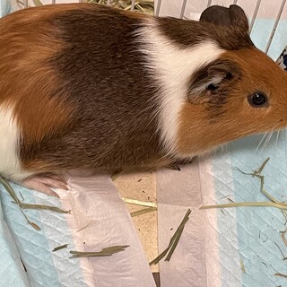 8月12日生まれ☆イングリッシュモルモット