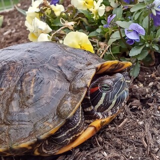 アカミミガメ里親募集