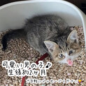 生後2ヶ月程　可愛い男の子です！おトイレ完璧♡