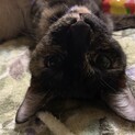 甘えん坊なサビ猫