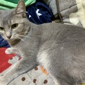 人懐っこい猫ちゃん