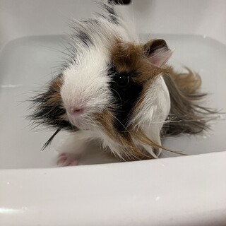 モルモットオス とても人懐っこいです