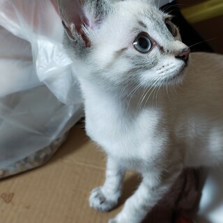 白柄のポポ君里親さん募集一時停止